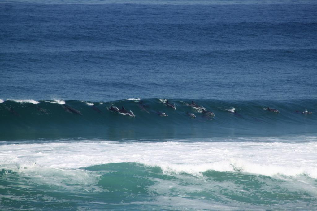Murphys Port Elizabeth Buitenkant foto